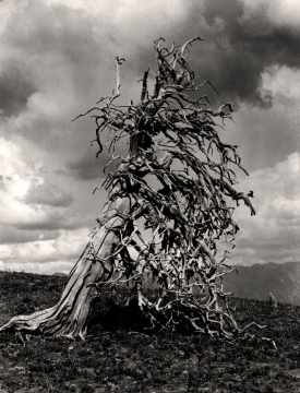 Knotted, Photo by Lee McBirney, c 1940