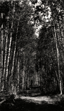 Aspen Trails-Wyoming , Photo by Lee McBirney,  c 1940