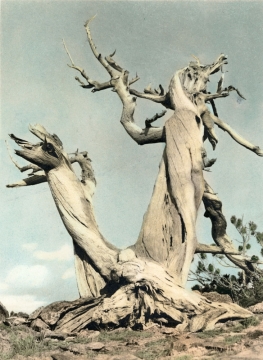 Mountain Nymph, Photo by Lee McBirney, c 1940