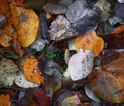 Fallen by Wade Harris
